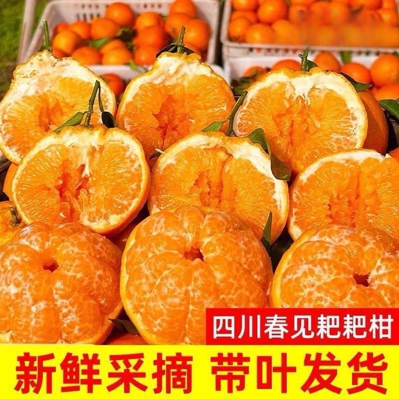 四川耙耙柑9斤大果星绿萌春见丑橘果园新鲜采摘鲜果直发自然熟,水产肉类/新鲜蔬果/熟食,桔子,淘宝优惠券,粉丝福利购,淘宝优惠卷