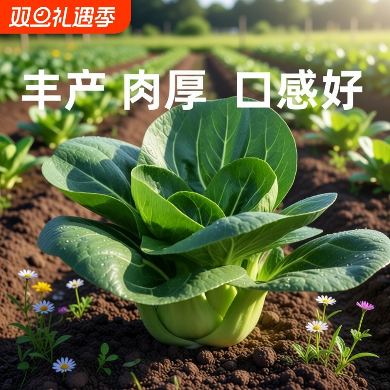 黑叶矮脚苏州籽四季小白菜种子黑大头青菜籽上海青菜大全高产种植