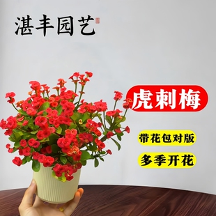 虎刺梅盆栽花卉盆栽四季易活植物室内办公室阳台种植耐旱铁海棠花