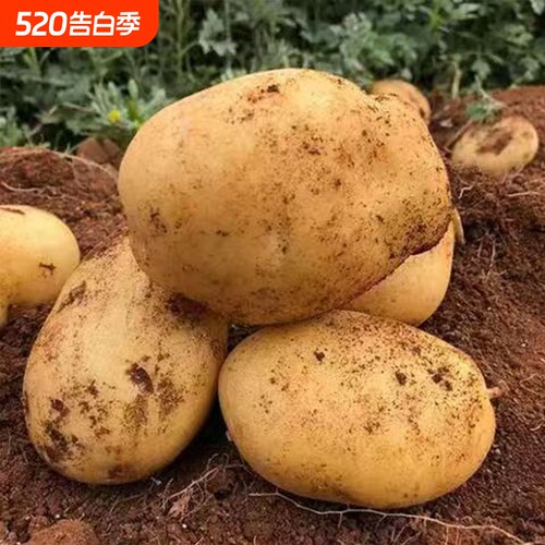 贵州黄心土豆今年新鲜土豆