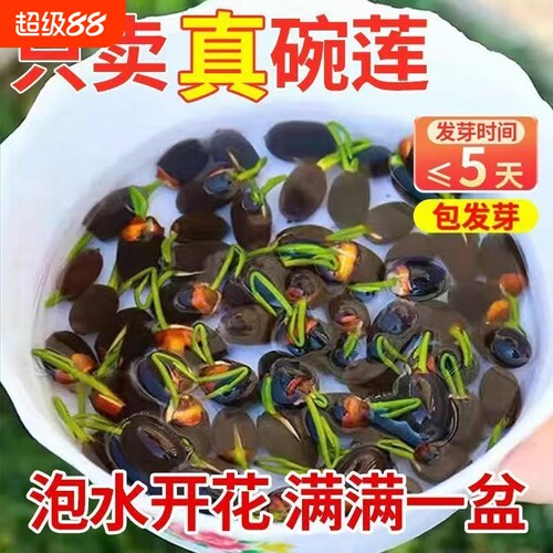 碗莲种子水培植物室内外花卉