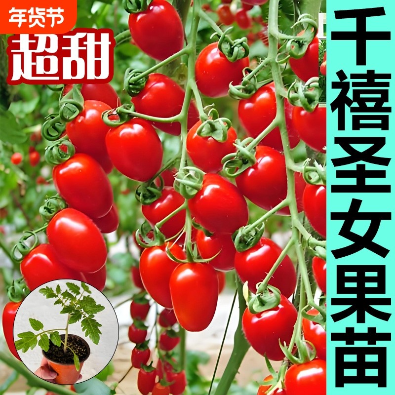 青口蜜千禧圣女果番茄苗阳台种植超甜樱桃小番茄苗西红柿盆栽
