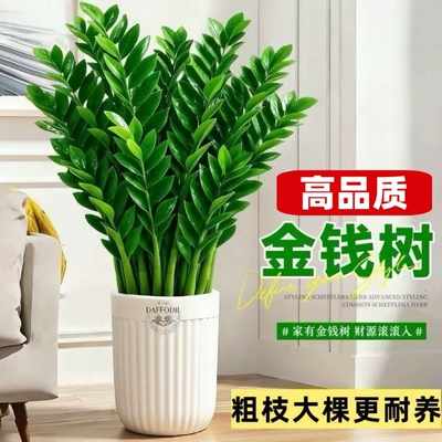 特级金钱树盆栽室内绿植办公室桌面客厅四季好养植物发财树摇钱树