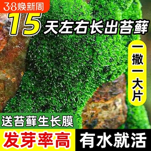 苔藓孢子粉吸水石鲜活青苔绿植短绒四季种子微景观盆景造假山草籽