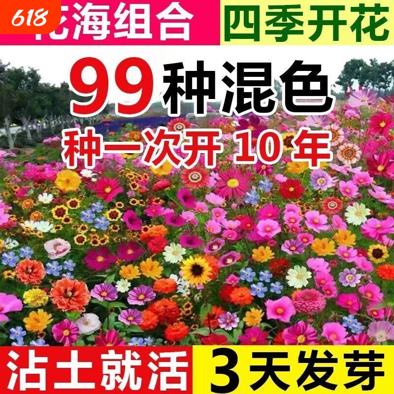 多年生太阳花抗热花种子波斯菊百日草野花组合四季开花庭院易种活