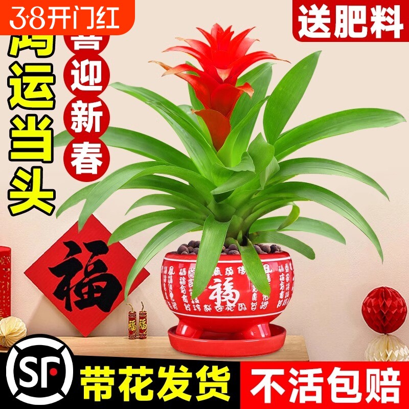 鸿运当头盆栽带花水培绿植四季开花发财树植物室内外客厅红掌花卉