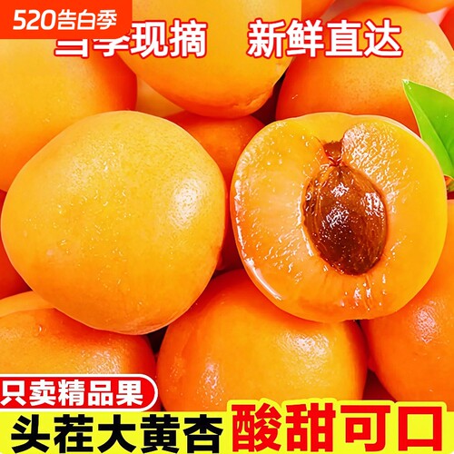 陕西大黄杏子新鲜水果5斤当季酸杏金太阳孕妇酸甜整箱批发现摘