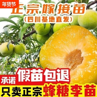 四川正宗嫁接蜂糖李子树苗南北种植李子青脆李子翠红李脆红李庭院