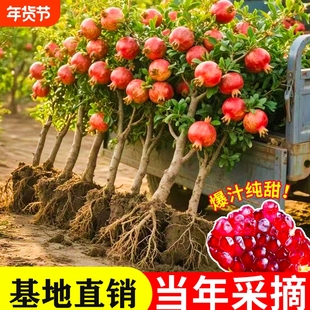 石榴苗耐寒盆栽地栽红宝石甜种植突尼斯石榴花苗庭院客厅软籽结果
