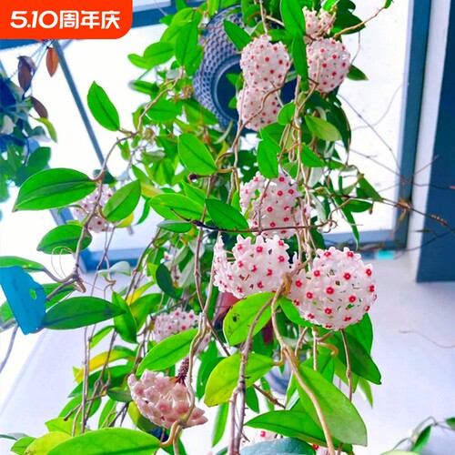 球兰盆栽带花|超9000次加购