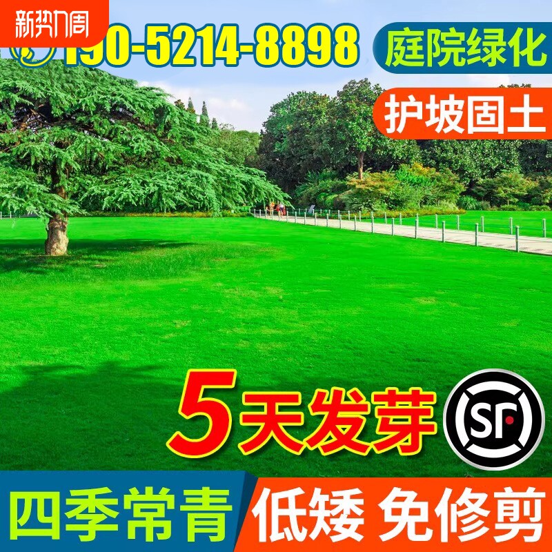 草坪草籽四季常青庭院矮生地毯草马尼拉护坡狗牙根绿化黑麦草种子