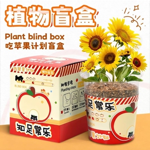 励志植物盲盒期末礼物送学生diy科学种子幼儿园奖品新人朋友同事