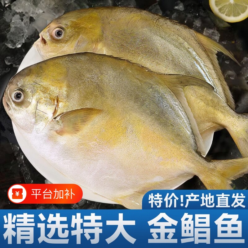 新鲜金鲳鱼生鲜冷冻金昌鱼深海鱼鲳鱼海鲜大鲳鱼水产批发中秋直发