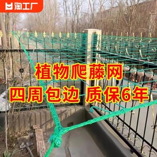 Завод Тенгву на гриле виноград китайская роза огурец Pancai.com Пленка марамара, посадка садоводства домой