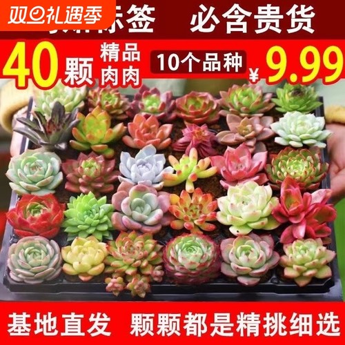 多肉植物随机组合盆栽好养套装花卉小盆栽懒人植物好养花卉绿植