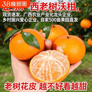 正宗广西武鸣沃柑现摘水管整箱当季应季橘子蜜桔砂糖橘桔子