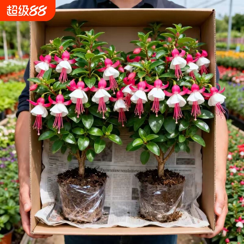 倒挂金钟盆栽吊钟海棠藤本灯笼花带花发垂吊室内庭院花苗四季开花图片