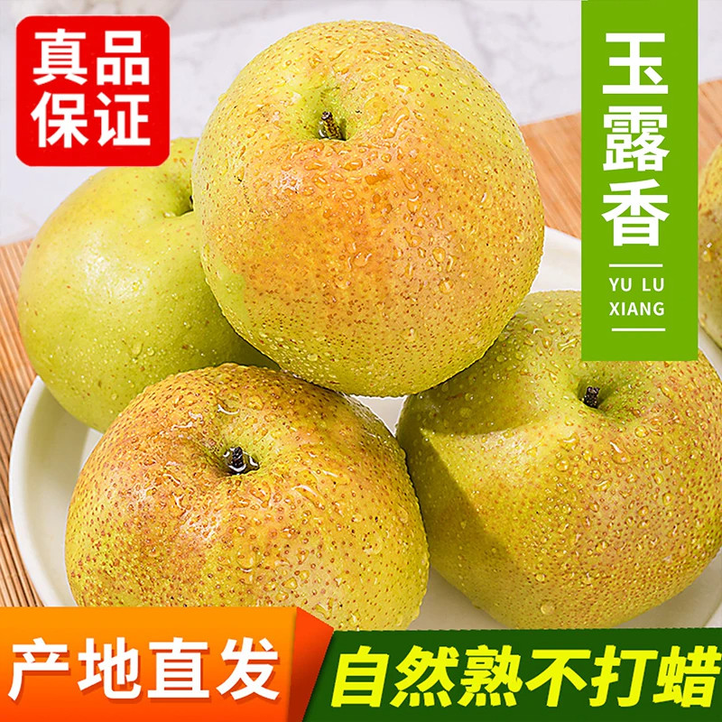 正宗庆阳玉露香梨梨子新鲜水果当季整箱应季脆甜雪酥包邮农场直发 梨梨实拍商品图