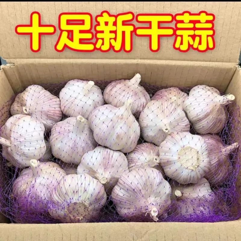 金乡紫皮大蒜地头价包邮