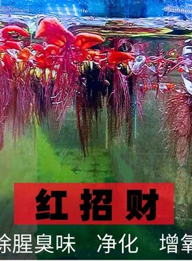 懒人漂浮水草红毛丹底泥即活造景净化鱼缸水质净水增氧龟缸套餐