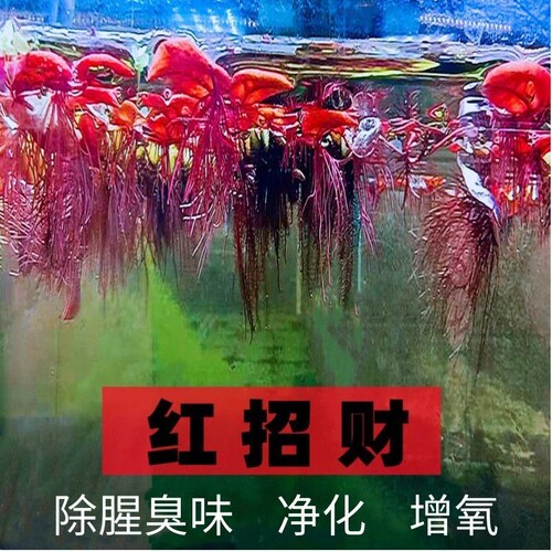 懒人漂浮水草红毛丹底泥即活造景净化鱼缸水质净水增氧龟缸套餐