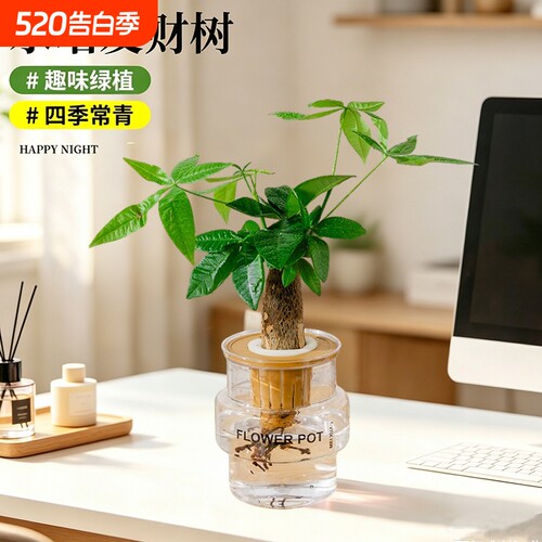 发财树水培植物室内盆栽办公室客厅花卉绿植四季好养老桩桌面盆景
