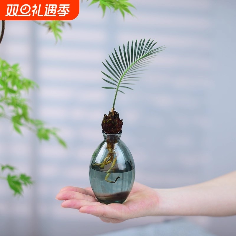 铁树盆栽室内绿植办公客厅茶几桌面植物室内好养水培小盆景礼品