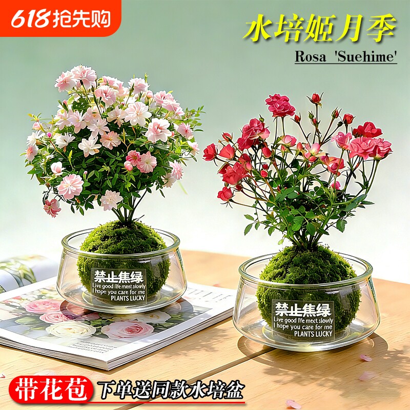 水培姬月季须惠姬乙女带花苞办公室内桌面好养苔藓球盆栽花卉绿植