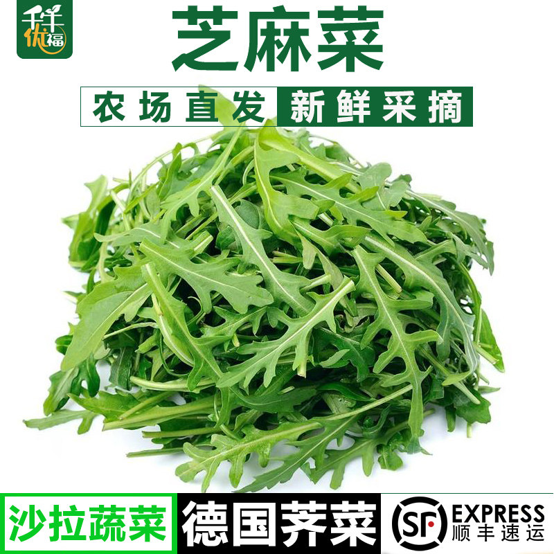 新鲜芝麻菜火箭菜蔬菜沙拉食材图片