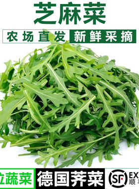 新鲜芝麻菜火箭菜蔬菜沙拉食材