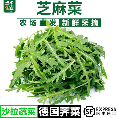 新鲜芝麻菜火箭菜蔬菜沙拉食材