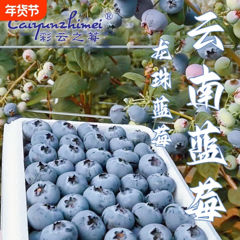 顺丰空运云南高山蓝莓花香孕妇当季整箱新鲜应季水果精选鲜果大果,水产肉类/新鲜蔬果/熟食,蓝莓,淘宝优惠券,粉丝福利购,淘宝优惠卷