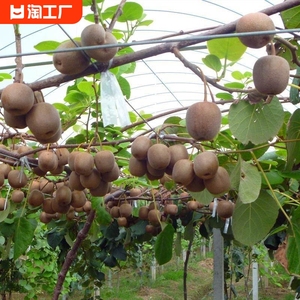 猕猴桃树果苗南北方种植奇异果苗红心黄心软枣猕猴桃树苗当年结果