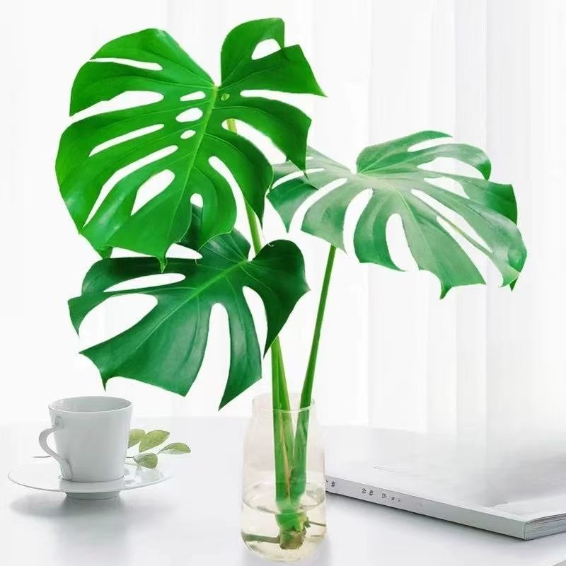 龟背竹盆栽老桩室内净化空气大叶客厅常青绿植水培植物多规格