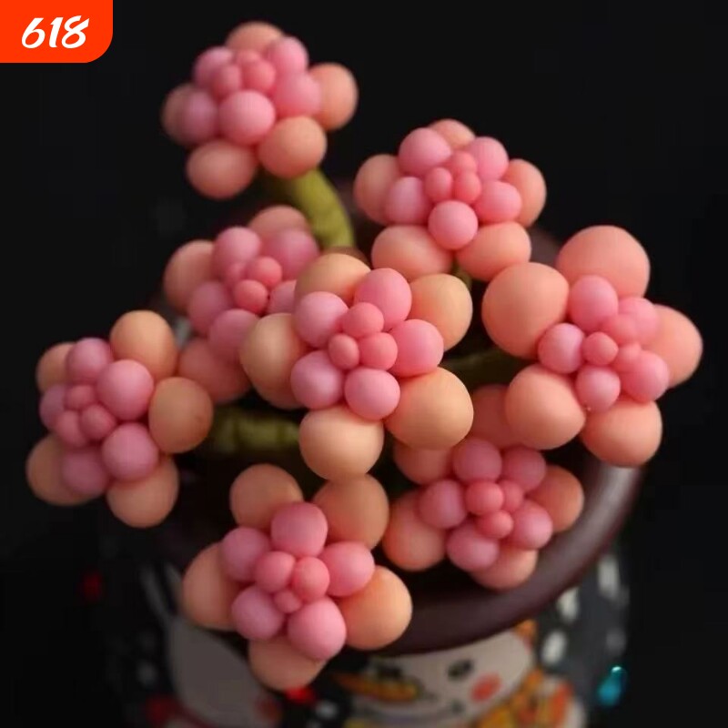 桃蛋群生多头多肉植物山地玫瑰老桩绿植盆栽酒杯耶罗水蜜桃奶酪