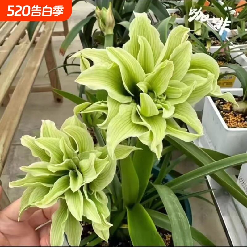 新品朱顶红重瓣种球四季开花庭院阳台盆栽植物室内客厅土培