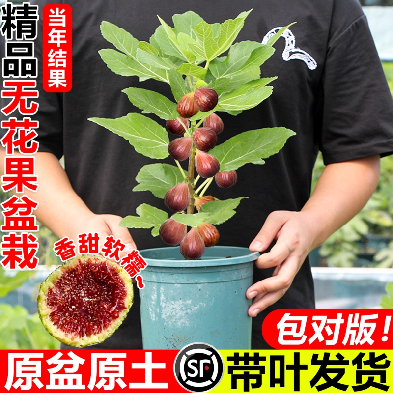 无花果树果苗矮化盆栽四季特大果