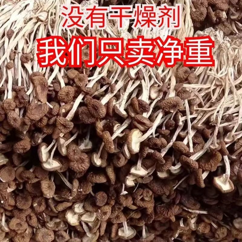 古田茶树菇干货不硫|千人加购