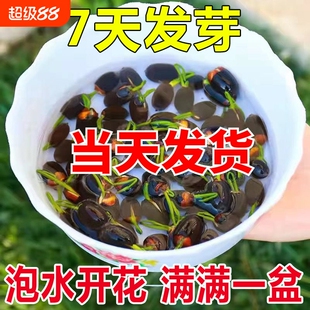 开花碗莲种子水培p植物花卉室内庭院鱼缸水养莲花荷花睡莲盆