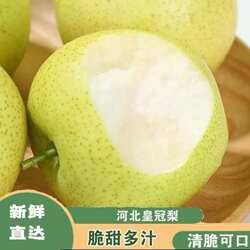 河北赵县青皇冠梨新鲜水果梨子雪梨应季特大甜脆充足当季现摘脆甜