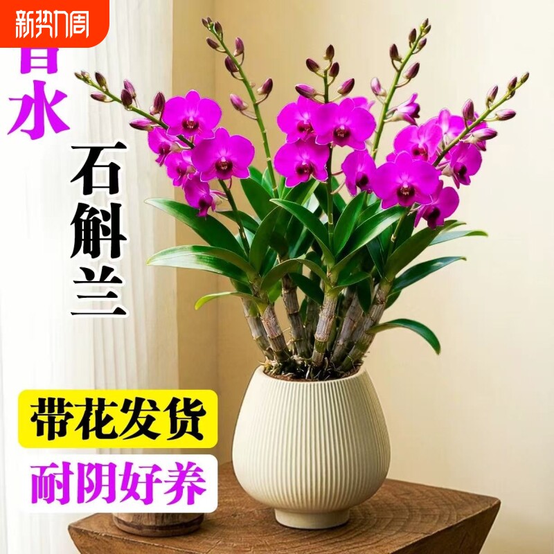 香水石斛兰盆栽带花苞蝴蝶兰花卉室内水培君子兰四季开花绿植物