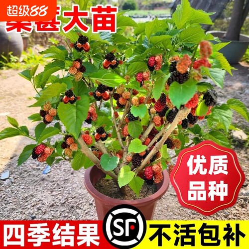 桑葚树苗嫁接无籽大十果桑苗当年结果种植台湾四季长果盆栽白玉
