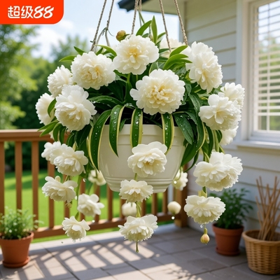 【驱蚊花新品】浓香型重瓣大花金边吊兰绿植四季开花盆栽净化空气