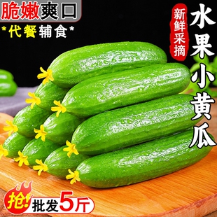 山东水果黄瓜新鲜现摘生吃小青瓜时令蔬菜清脆爽口农家自种包邮