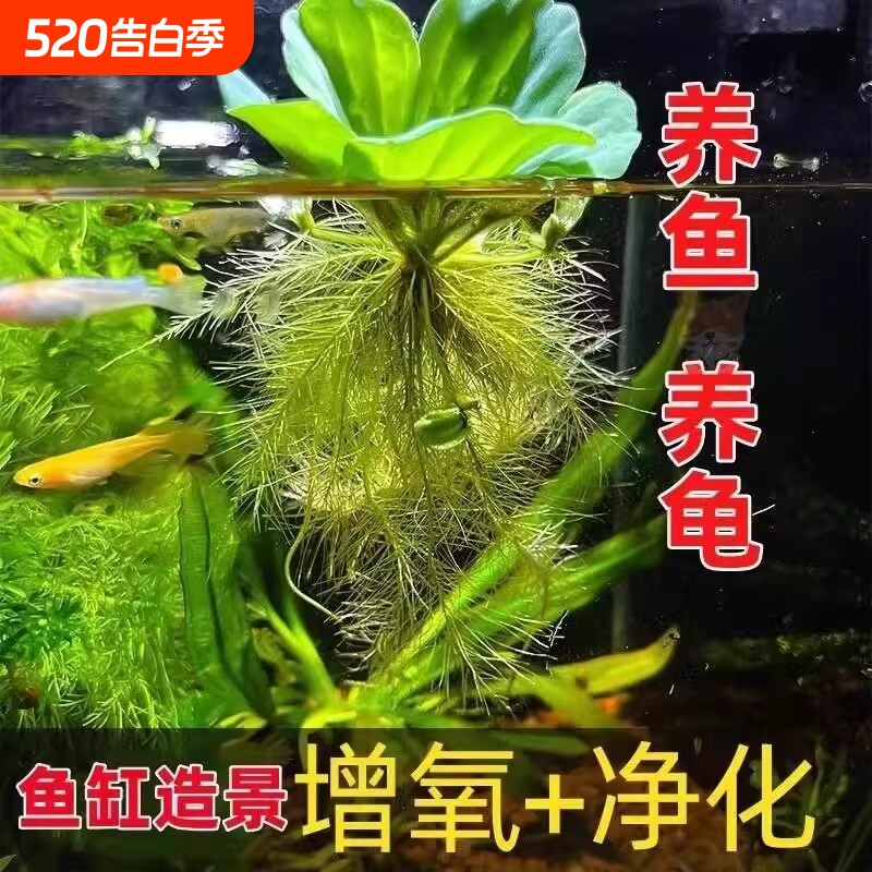 水芙蓉鱼缸植物浮萍真水草鱼池净化水质造景种植古法养龟淡水增氧