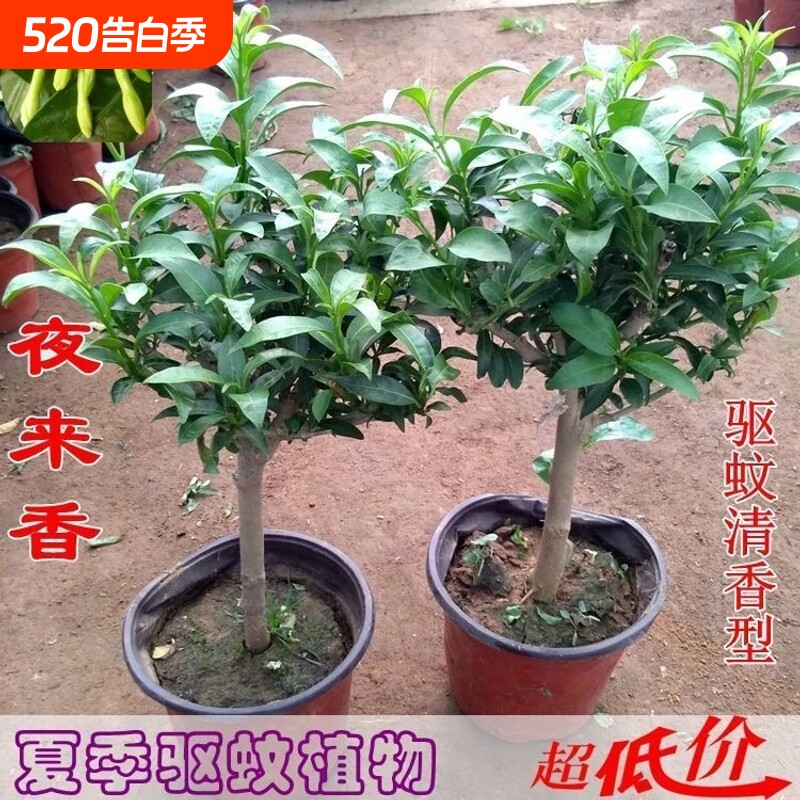 夜来香树苗庭院浓香型花卉当年开花四季常青驱蚊绿植盆栽带花室内