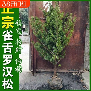 罗汉松树苗大树雀舌米叶迎客松老树桩别墅庭院盆栽盆景造型大树种