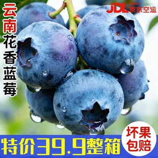 云南高山蓝莓花香特大新鲜水果现摘L25应季 JD美味 整箱大果顺丰