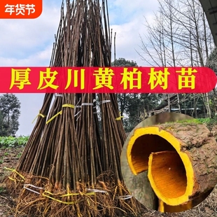 黄柏树苗厚皮中药材川黄柏苗黄柏皮川黄柏苗剥皮卖造林苗四川产地