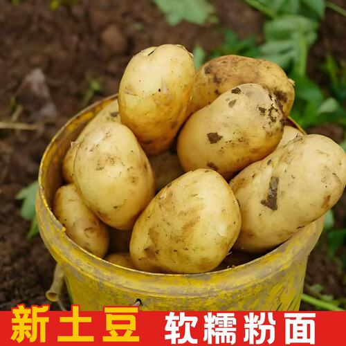 当季新鲜土豆新鲜蔬菜洋芋黄皮